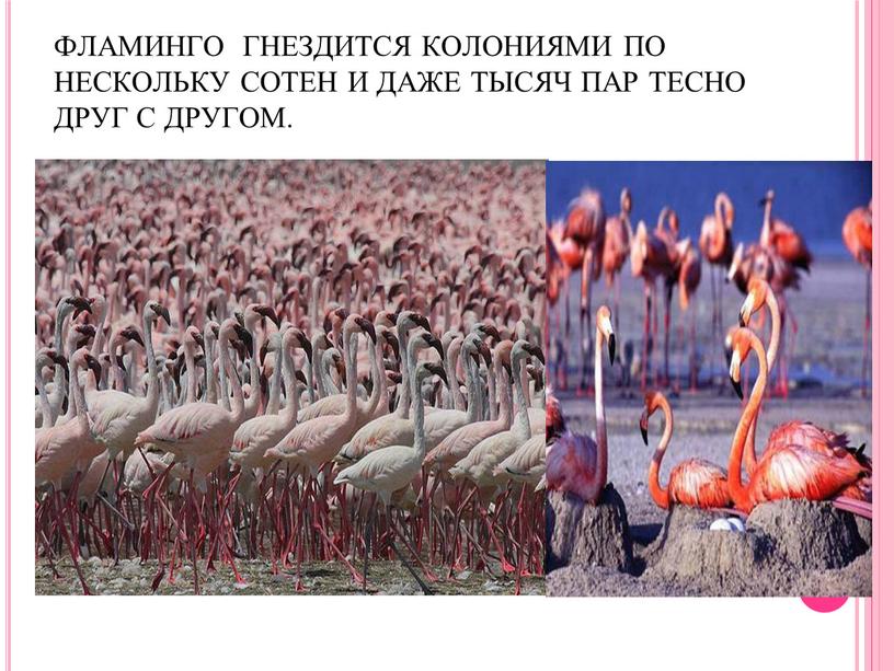 ФЛАМИНГО ГНЕЗДИТСЯ КОЛОНИЯМИ ПО