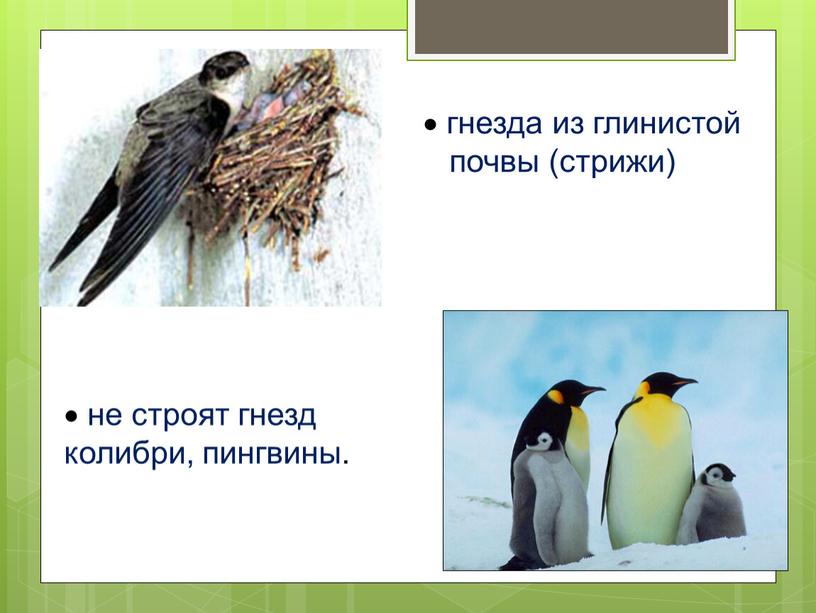 гнезда из глинистой почвы (стрижи) не строят гнезд колибри, пингвины.