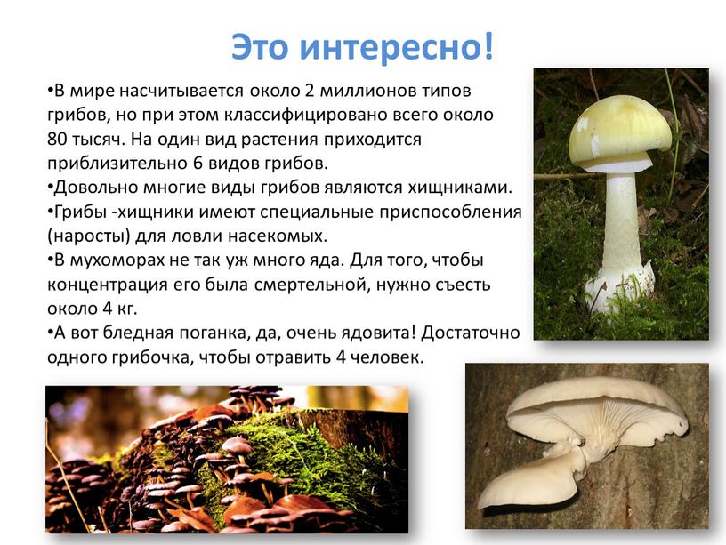 Это интересно! В мире насчитывается около 2 миллионов типов грибов, но при этом классифицировано всего около 80 тысяч