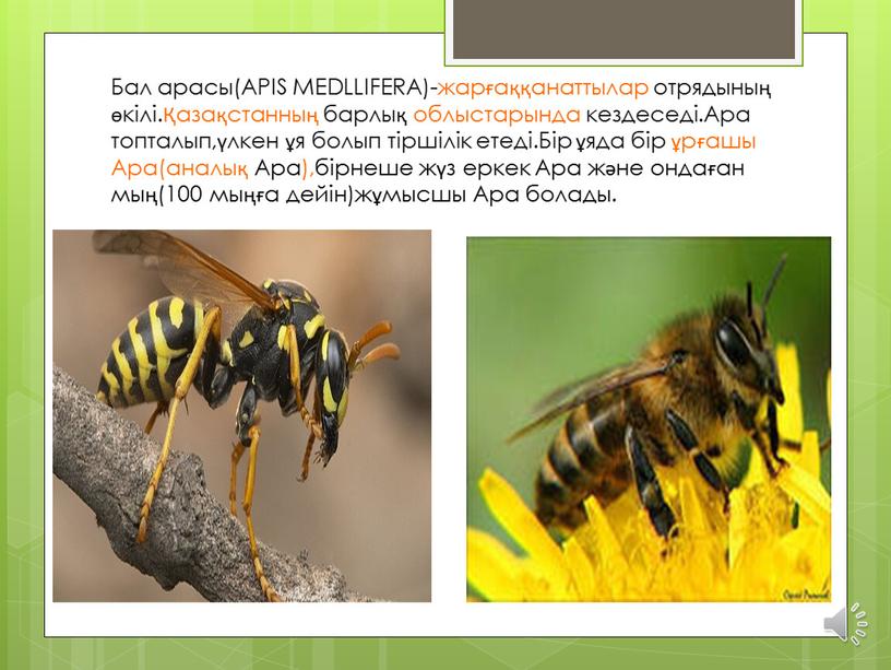 Бал арасы(APIS MEDLLIFERA)-жарғаққанаттылар отрядының өкілі