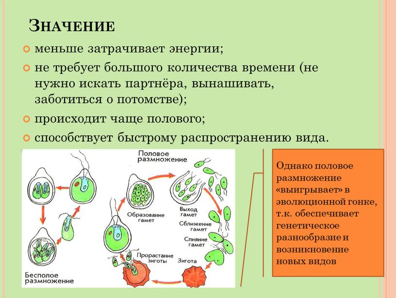 Значение меньше затрачивает энергии; не требует большого количества времени (не нужно искать партнёра, вынашивать, заботиться о потомстве); происходит чаще полового; способствует быстрому распространению вида