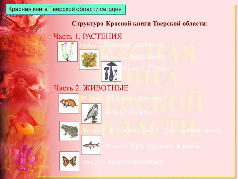 Красная книга Тверской области сегодня