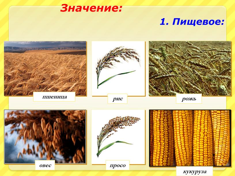 Пищевое: рис рожь просо овес кукуруза пшеница