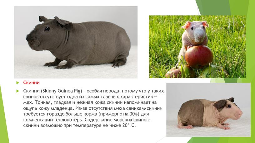 Скинни Скинни (Skinny Guinea Pig) - особая порода, потому что у таких свинок отсутствует одна из самых главных характеристик — мех