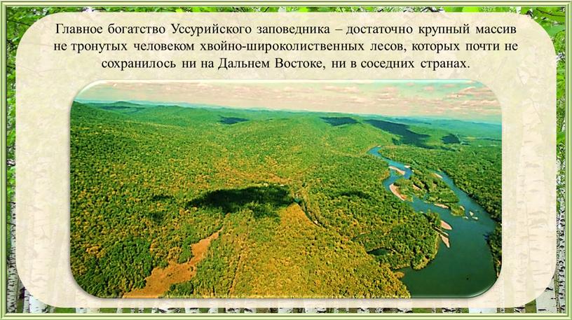 Главное богатство Уссурийского заповедника – достаточно крупный массив не тронутых человеком хвойно-широколиственных лесов, которых почти не сохранилось ни на