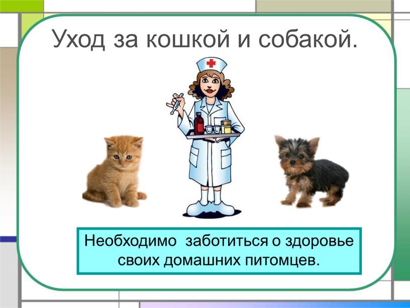 Уход за кошкой и собакой. Необходимо заботиться о здоровье своих домашних питомцев