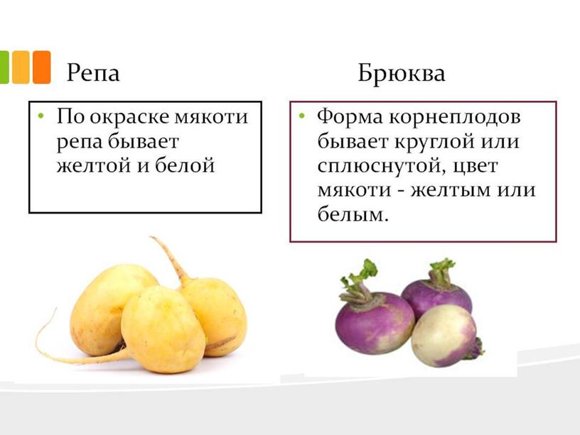 Презентация на тему "Характеристика овощей и плодов"