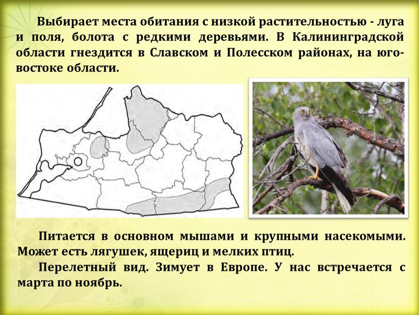 Выбирает места обитания с низкой растительностью - луга и поля, болота с редкими деревьями