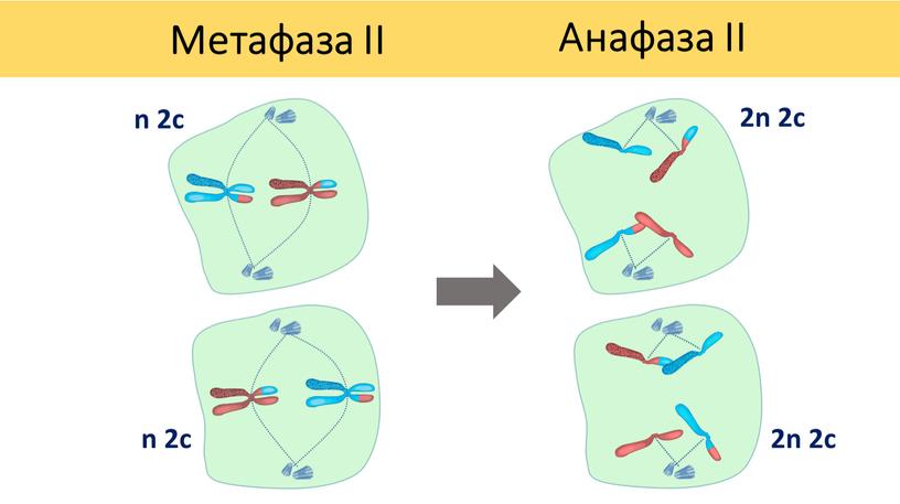 Метафаза II Анафаза II n 2c n 2c 2n 2c 2n 2c