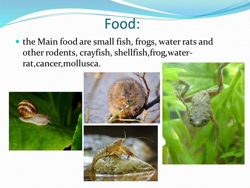 Food: the Main food are small fish, frogs, water rats and other rodents, crayfish, shellfish,frog,water-rat,cancer,mollusca