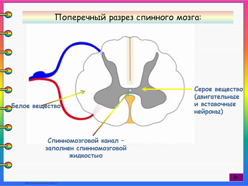 Спинномозговой канал – заполнен спинномозговой жидкостью