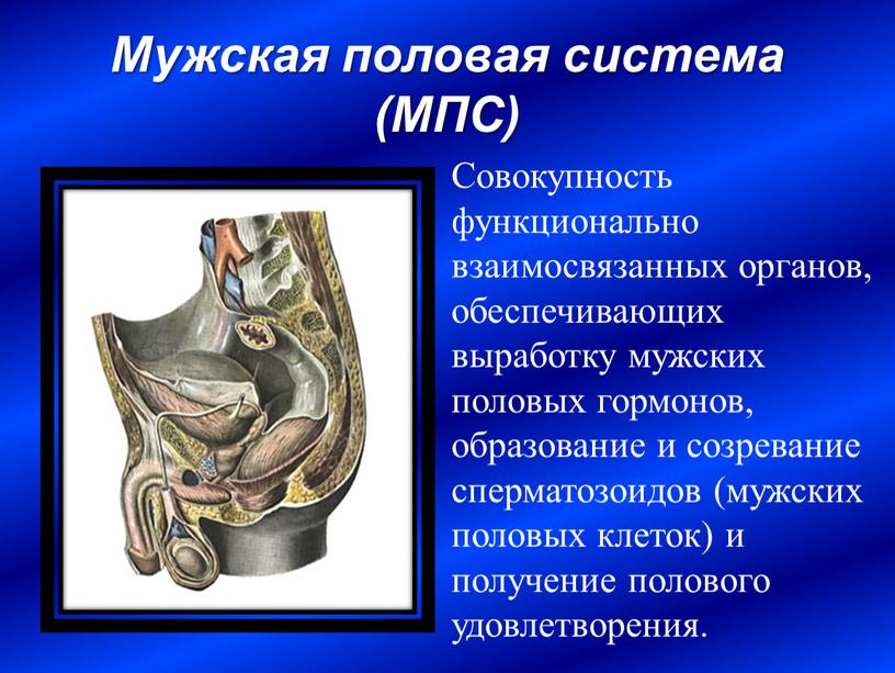 Мужская половая система (МПС)