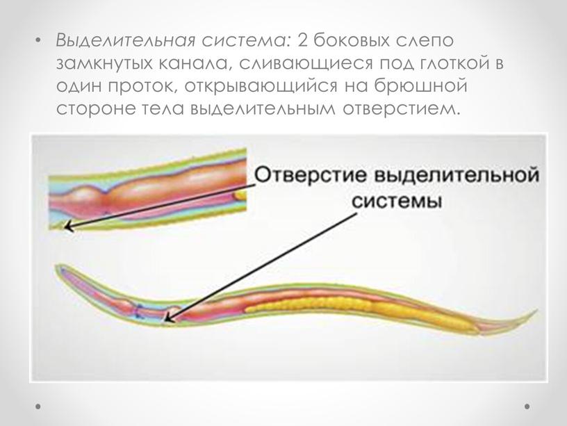 Выделительная система: 2 боковых слепо замкнутых канала, сливающиеся под глоткой в один проток, открывающийся на брюшной стороне тела выделительным отверстием