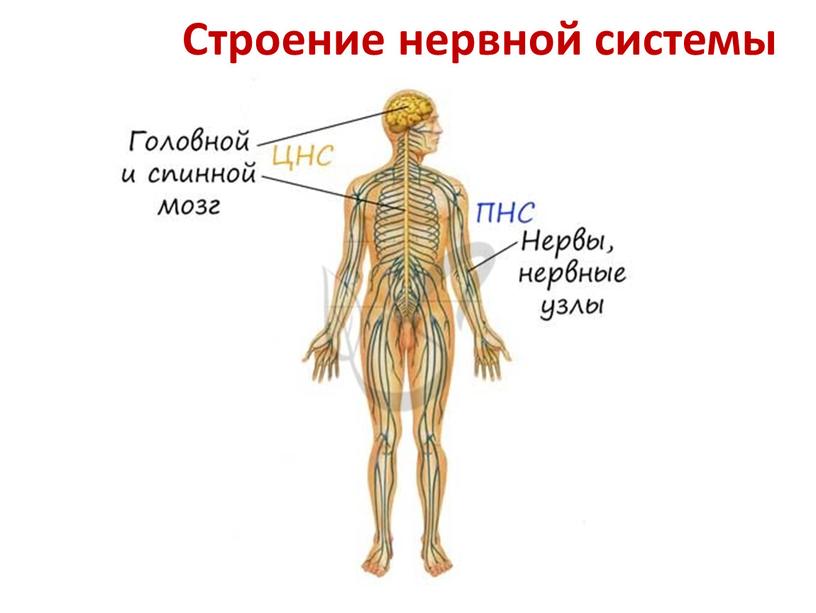 Строение нервной системы