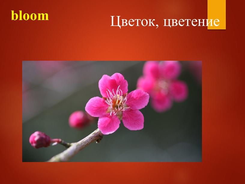 bloom Цветок, цветение