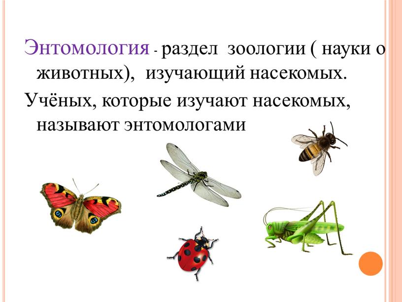Энтомология - раздел зоологии ( науки о животных), изучающий насекомых