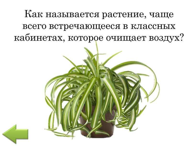 Как называется растение, чаще всего встречающееся в классных кабинетах, которое очищает воздух?