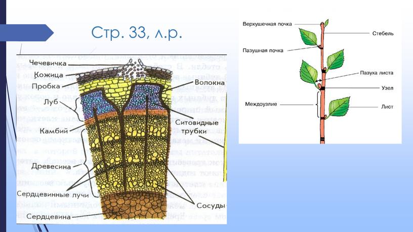 Стр. 33, л.р.