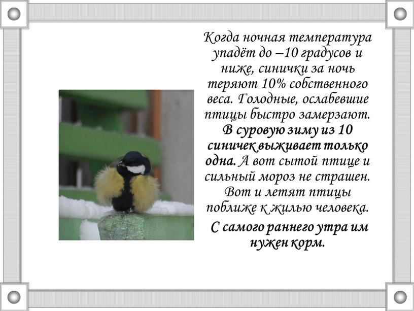 Когда ночная температура упадёт до –10 градусов и ниже, синички за ночь теряют 10% собственного веса