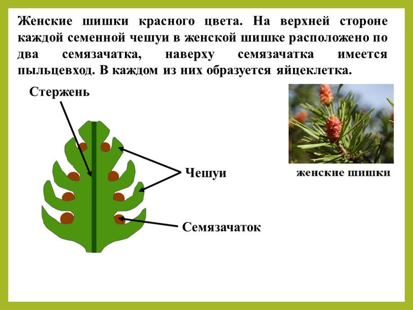 Женские шишки красного цвета. На верхней стороне каждой семенной чешуи в женской шишке расположено по два семязачатка, наверху семязачатка имеется пыльцевход