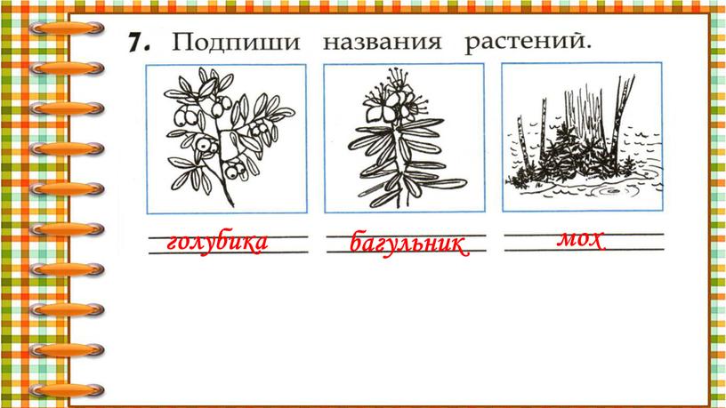 голубика багульник мох