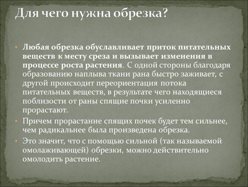 Любая обрезка обуславливает приток питательных веществ к месту среза и вызывает изменения в процессе роста растения