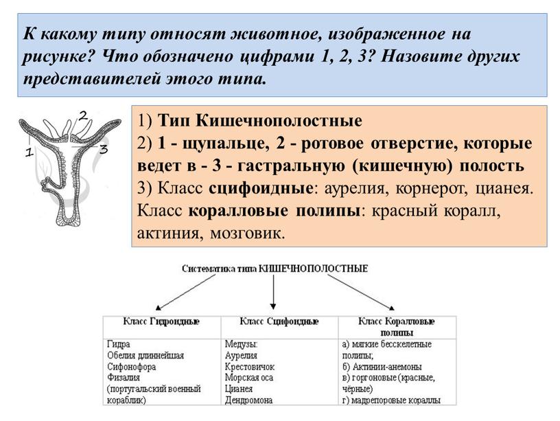 К какому типу относят животное, изображенное на рисунке?