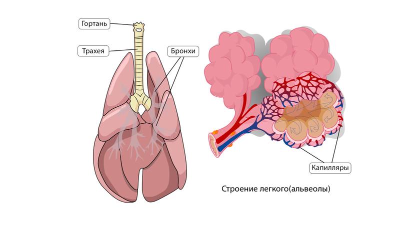 Многообразие класса Млекопитающие. Основные эволюционные преобразования и внутренне строение представителей.