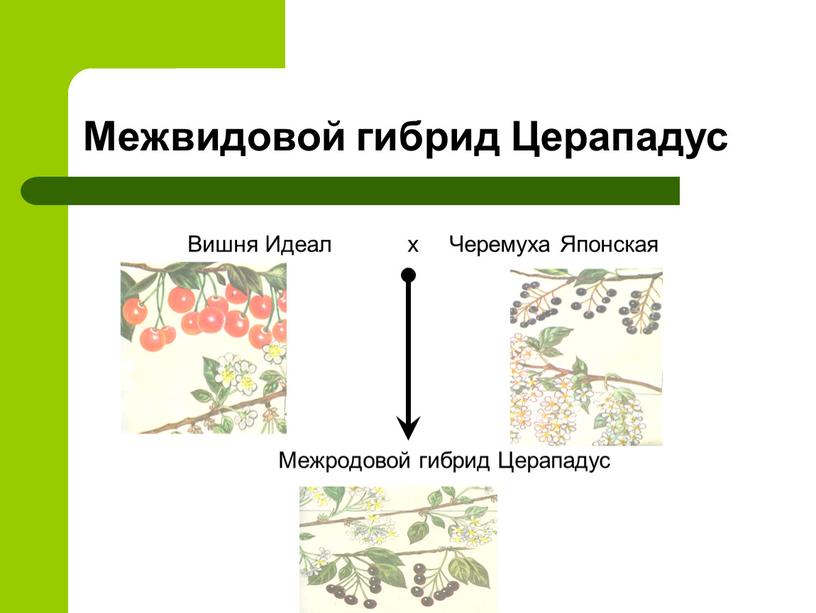 Межвидовой гибрид Церападус