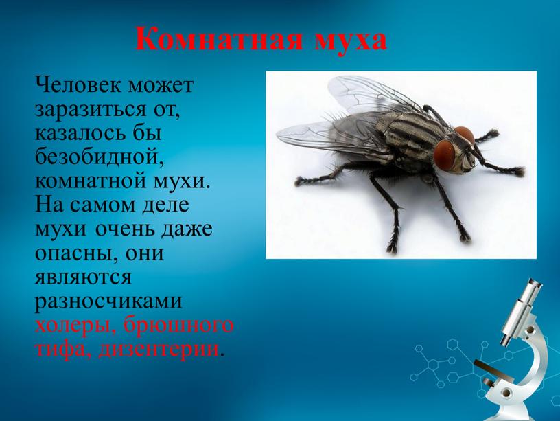 Комнатная муха Человек может заразиться от, казалось бы безобидной, комнатной мухи