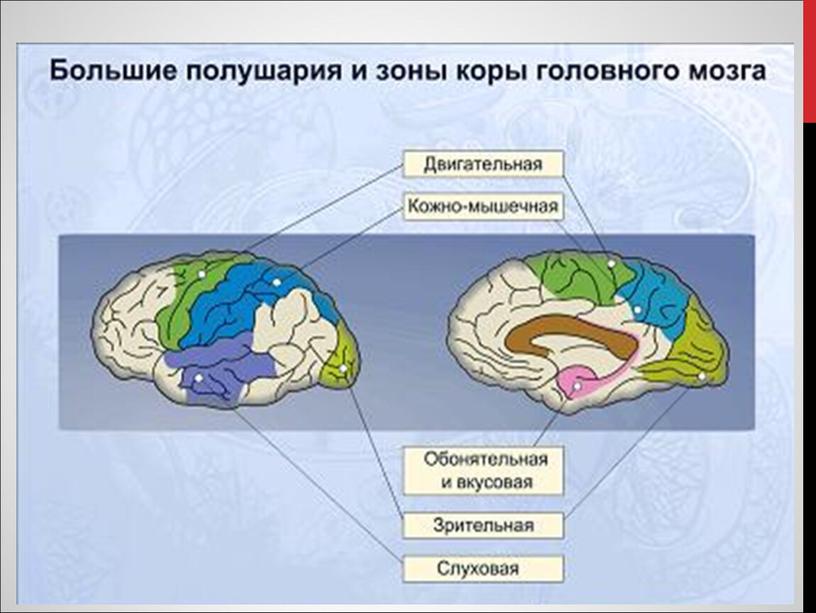 Функции переднего мозга