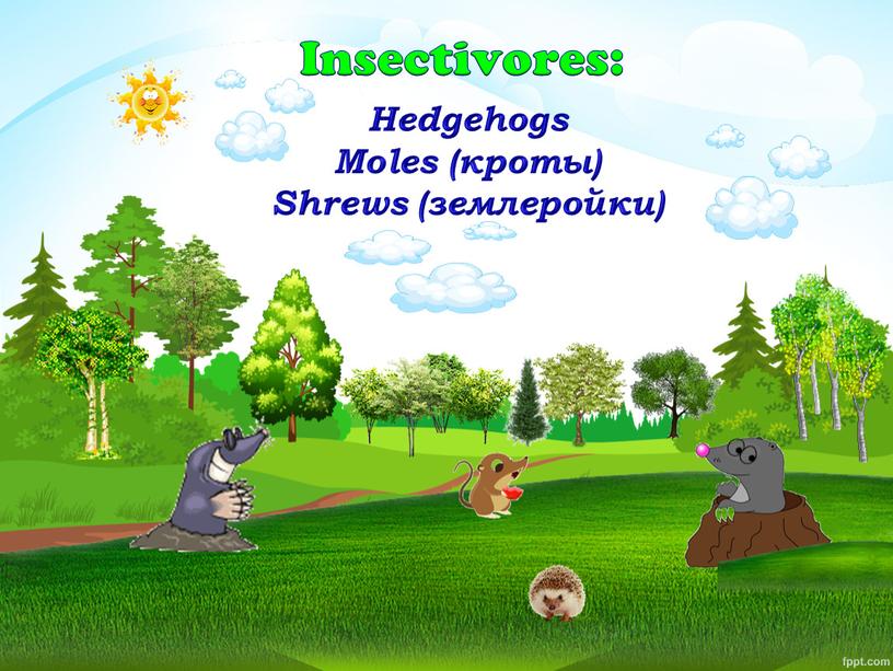 Insectivores: Hedgehogs Moles (кроты)