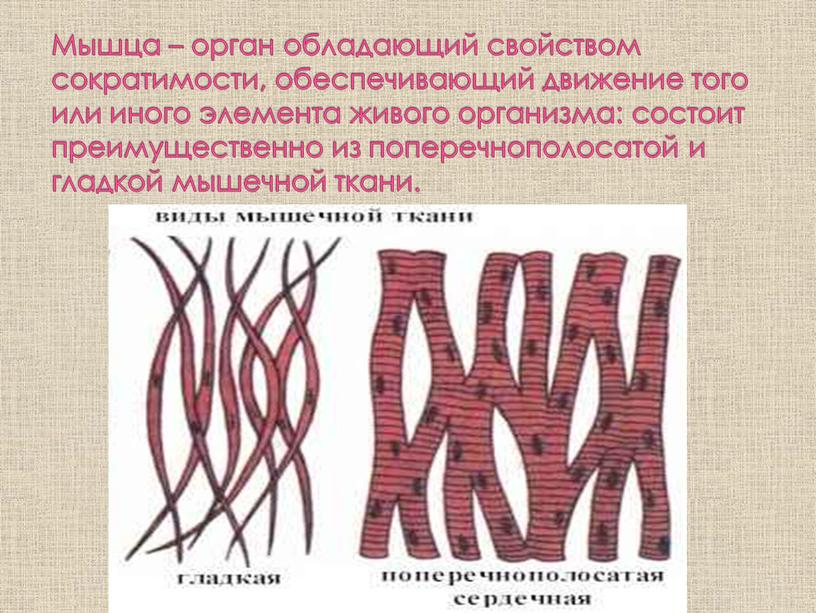 Мышца – орган обладающий свойством сократимости, обеспечивающий движение того или иного элемента живого организма: состоит преимущественно из поперечнополосатой и гладкой мышечной ткани