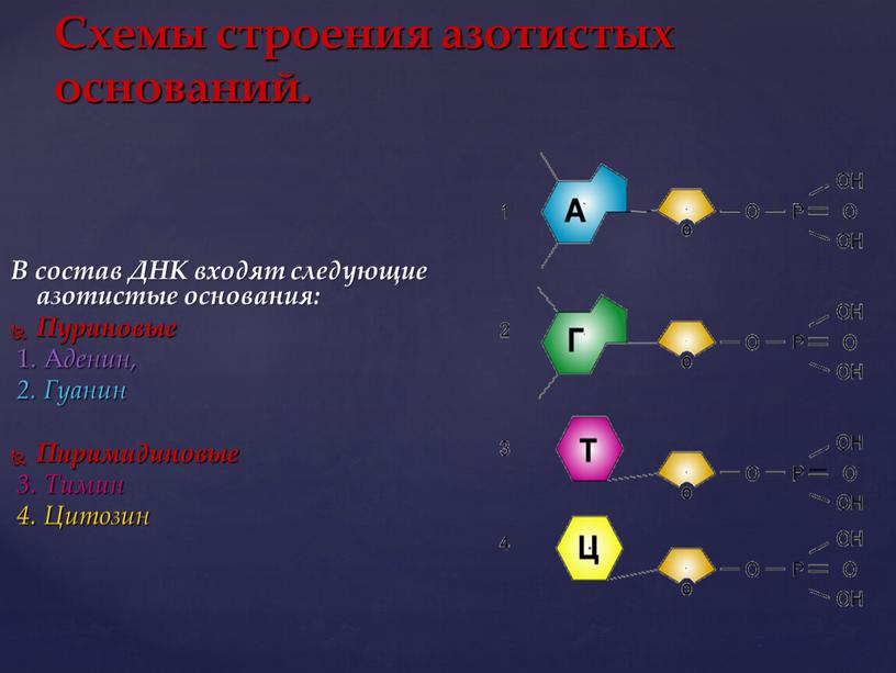 Схемы строения азотистых оснований