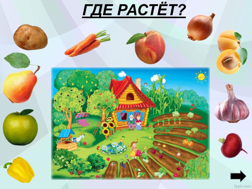 ГДЕ РАСТЁТ?