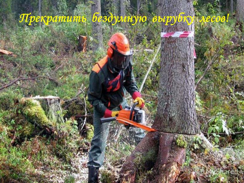 Прекратить бездумную вырубку лесов!