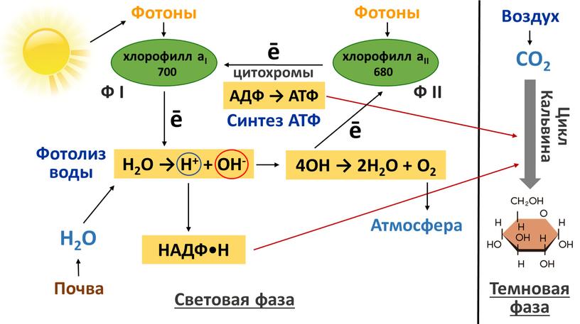 I 700 хлорофилл аII 680 ē H2O →