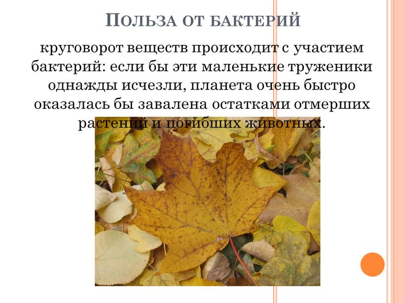 Польза от бактерий круговорот веществ происходит с участием бактерий: если бы эти маленькие труженики однажды исчезли, планета очень быстро оказалась бы завалена остатками отмерших растений…