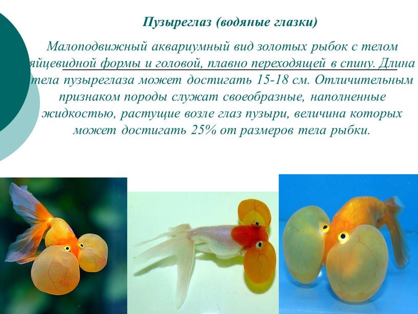 Пузыреглаз (водяные глазки) Малоподвижный аквариумный вид золотых рыбок с телом яйцевидной формы и головой, плавно переходящей в спину
