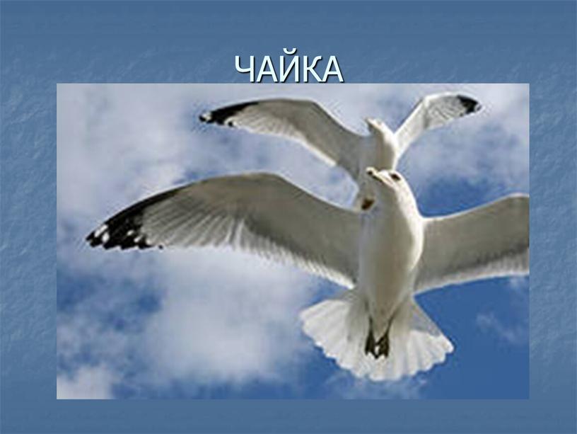 ЧАЙКА