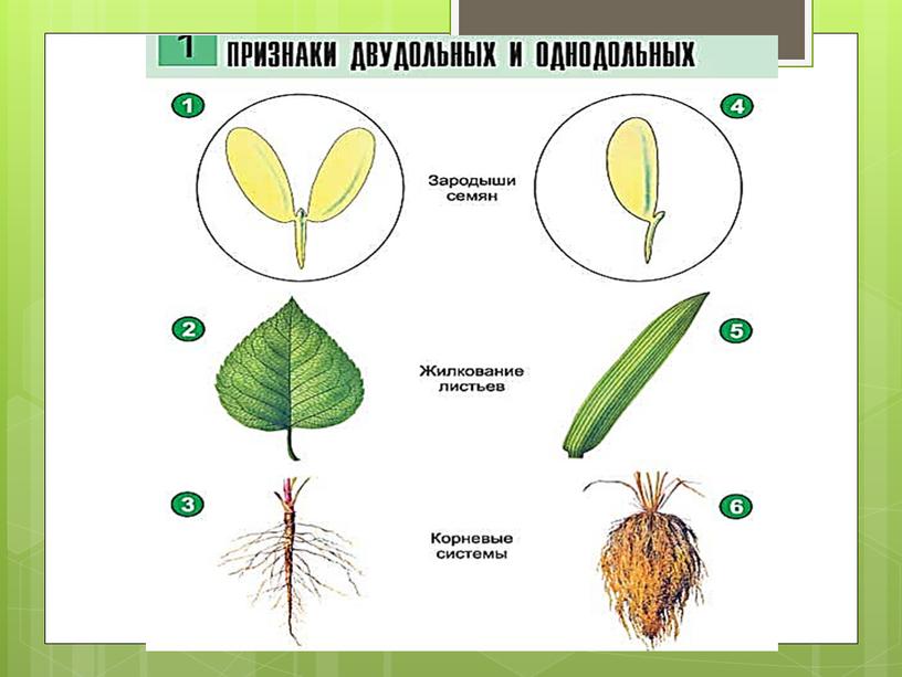 Вегетативные органы растений.