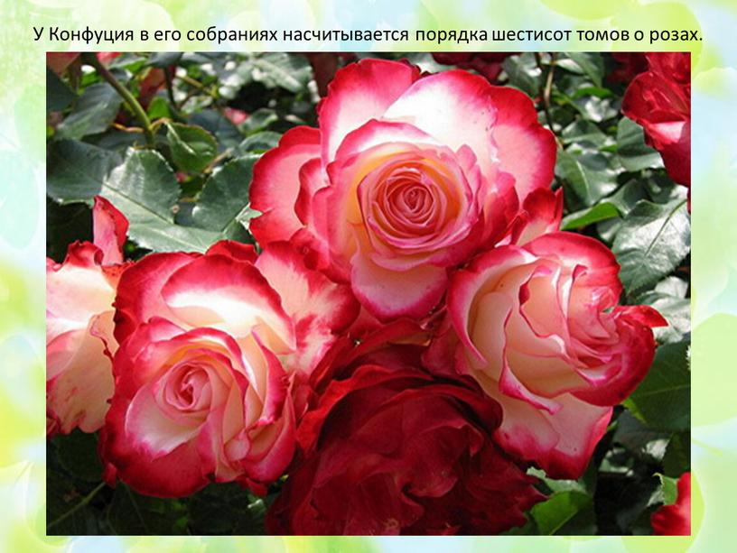У Конфуция в его собраниях насчитывается порядка шестисот томов о розах