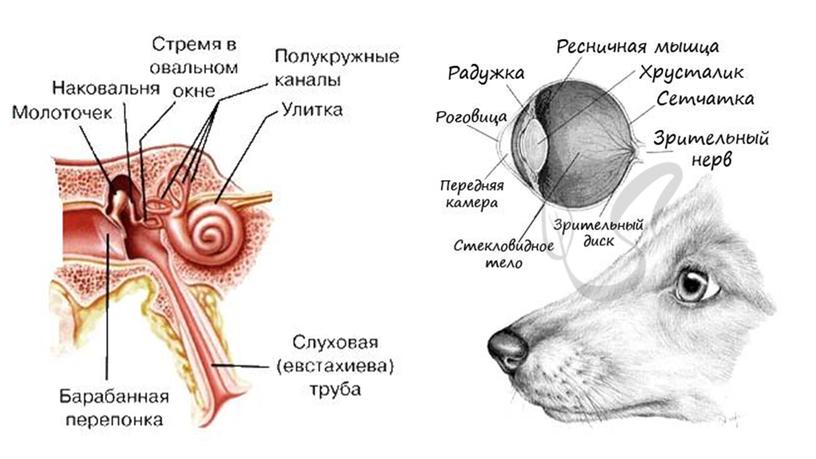 Многообразие класса Млекопитающие. Основные эволюционные преобразования и внутренне строение представителей.