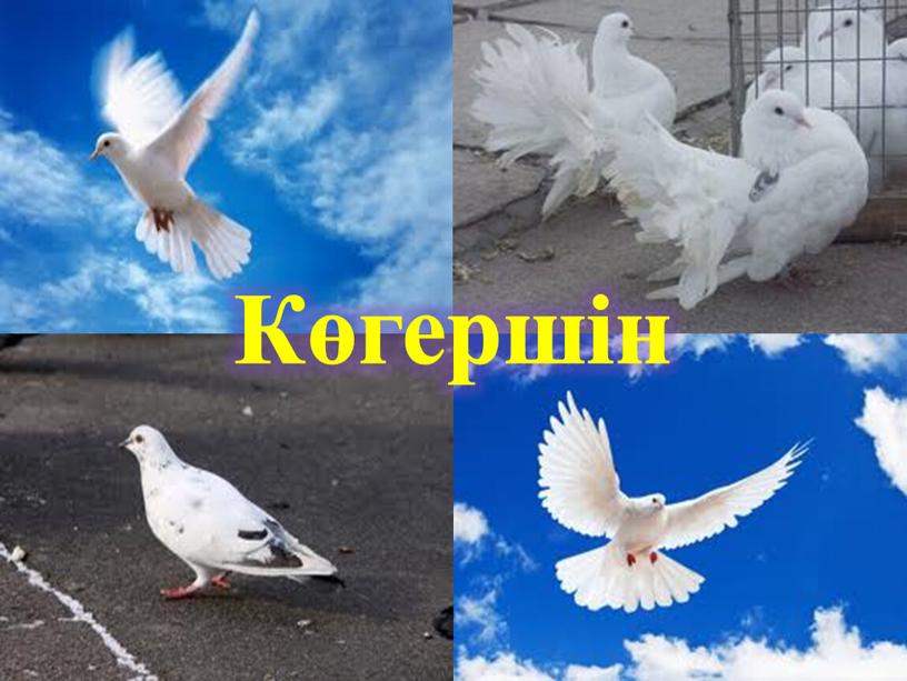 Көгершін