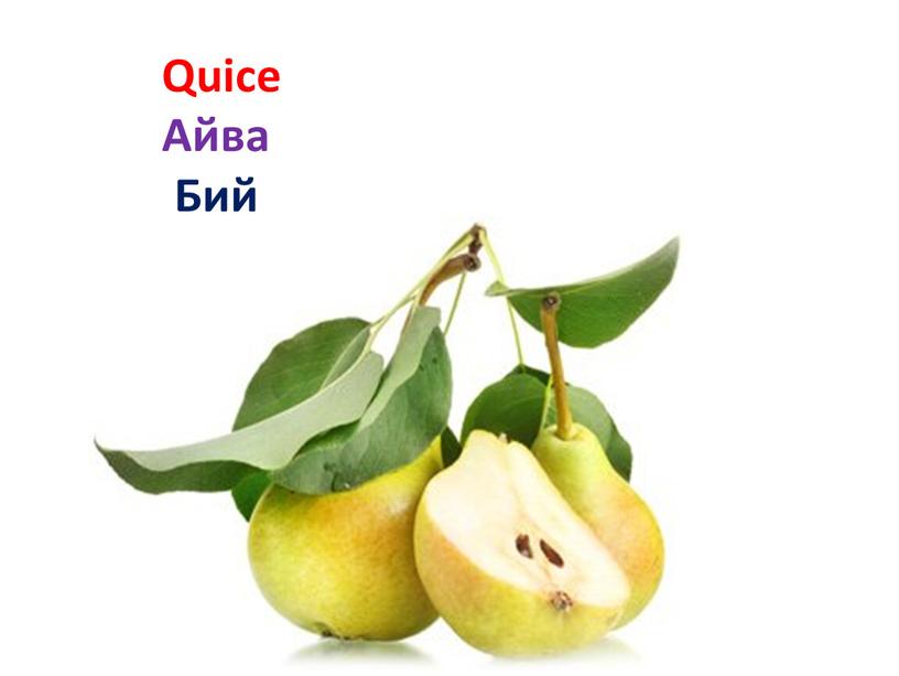 Quice Айва Бий