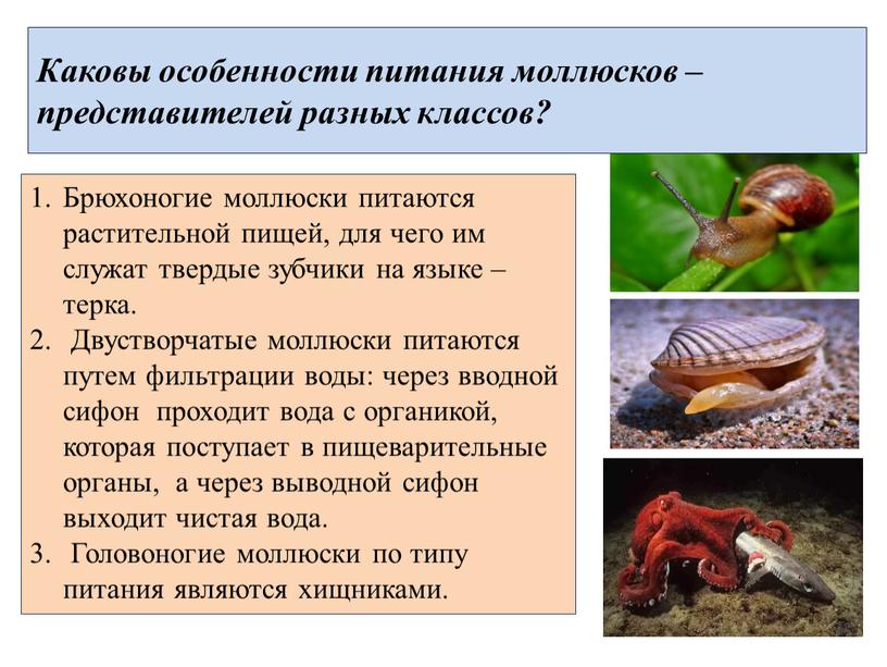 Каковы особенности питания моллюсков – представителей разных классов?