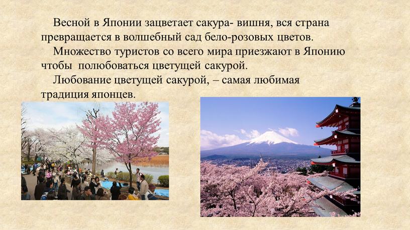 Весной в Японии зацветает сакура- вишня, вся страна превращается в волшебный сад бело-розовых цветов