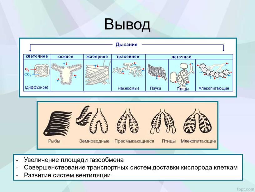 Вывод Увеличение площади газообмена