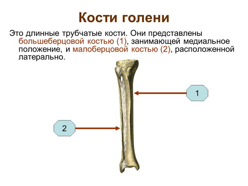 Кости голени Это длинные трубчатые кости