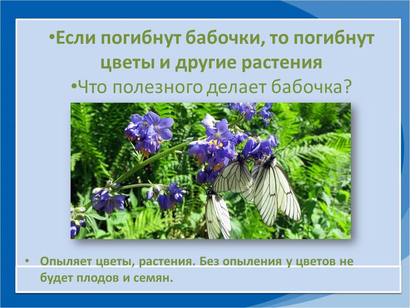 Опыляет цветы, растения. Без опыления у цветов не будет плодов и семян